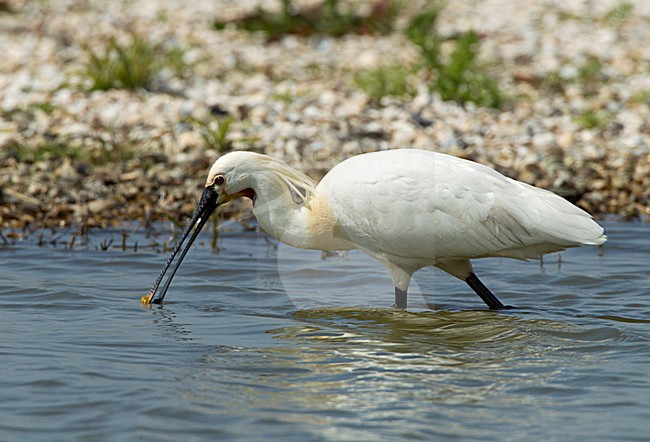 Foeragerende Lepelaar, Eurasian Spoonbill foraging stock-image by Agami/Roy de Haas,