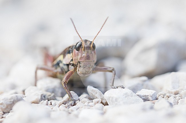 Podisma pedestris - Common Mountain Grasshopper - Gewoehnliche Gebirgsschrecke, Slovenia, imago stock-image by Agami/Ralph Martin,