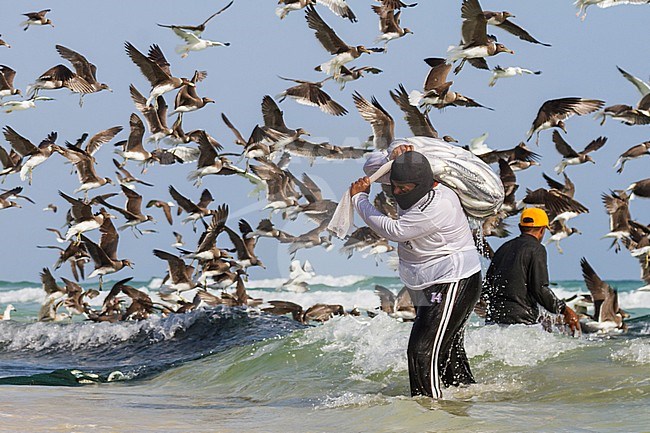 People fishing at the beach in Oman with flock of Sooty Gulls in the background stock-image by Agami/Ralph Martin,