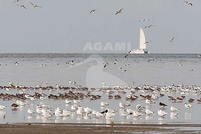Grote groepen vogels in Westhoek; Bird flocks at Westhoek stock-image by Agami/Marc Guyt,