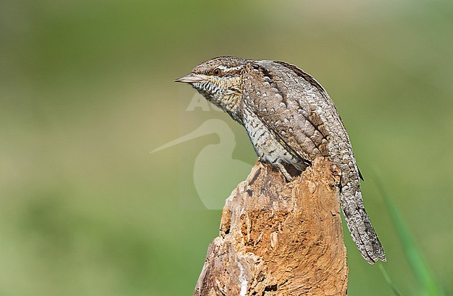  stock-image by Agami/Alain Ghignone,