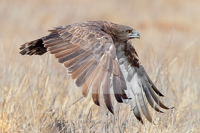 Brown Snake Eagle (Circaetus cinereus), side view of an adult in flight, Mpumalanga, South Africa stock-image by Agami/Saverio Gatto,