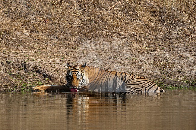 A Bengal tiger, Panthera tigris tigris, drinking water in India's Bandhavgarh National Park. Madhya Pradesh, India. stock-image by Agami/Sergio Pitamitz,