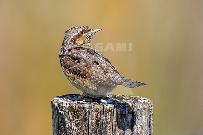 Wryneck (Jynx torquilla) in Bazel, Antwerp, Belgium. stock-image by Agami/Vincent Legrand,