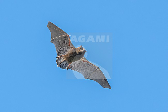 Common Pipistrelle (Pipistrellus pipistrellus) flying dutring daylight in Uccle, Brussels, Brabant, Belgium. stock-image by Agami/Vincent Legrand,