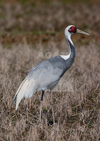 Wintering White-naped Crane (Antigone vipio) on the island Kyushu in Japan. Adult bird standing in agricultural field. stock-image by Agami/Marc Guyt,