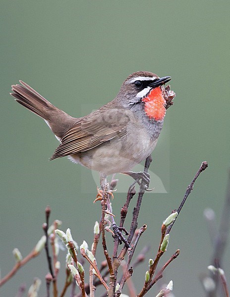 Siberian Rubythroat - Rubinkehlchen - Luscinia calliope, Russia (Ural), adult male stock-image by Agami/Ralph Martin,