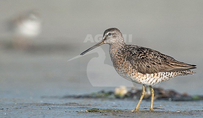 Adult Short-billed Dowitcher (Limnodromus griseus griseus) standing in August on Plymouth Beach in Plymouth, Massachusetts, United States stock-image by Agami/Ian Davies,