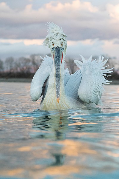Dalmatian Pelican (Pelecanus crispus) at Lake Kerkini, Greece stock-image by Agami/Marc Guyt,