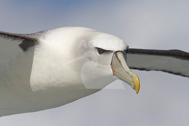 Portrait of a flying White-capped Albatross against a clear grey blue sky of the coast of Stewart Island, New Zealand. stock-image by Agami/Jacob Garvelink,