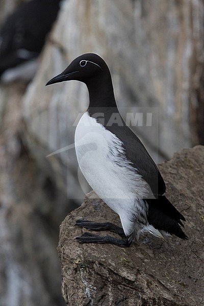 Common Murre (Uria aalge), bridled adult standing on a rock stock-image by Agami/Saverio Gatto,