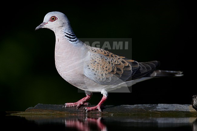 Zomertortel bij drinkplaats; Turtle Dove at drinking site stock-image by Agami/Markus Varesvuo,