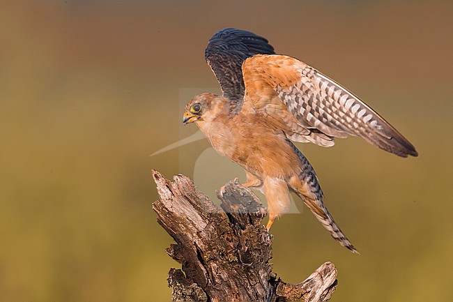 Female Red-footed Falcon (Falco vespertinus) perched on a wooden stumb in Italy. stock-image by Agami/Daniele Occhiato,
