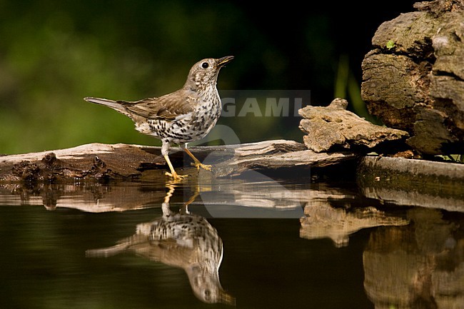 Grote Lijster bij drinkplaats; Mistle Thrush at drinking site stock-image by Agami/Marc Guyt,