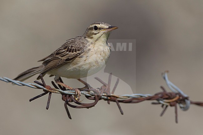 Duinpieper, Tawny Pipit stock-image by Agami/Daniele Occhiato,