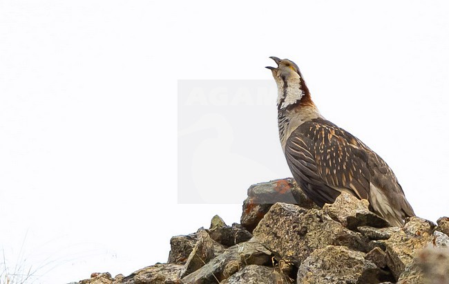 Himalayan Snowcock (Tetraogallus himalayensis) lives in the Himalaya and it's western and northern  extensions. stock-image by Agami/Eduard Sangster,