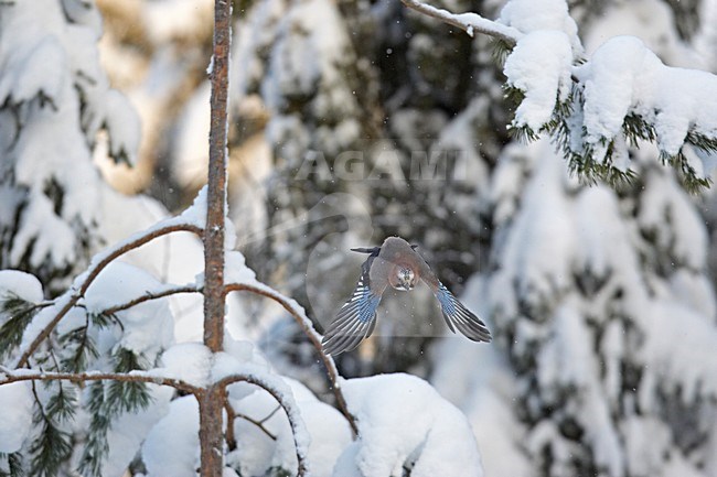 Eurasian Jay flying; Vlaamse Gaai vliegend stock-image by Agami/Markus Varesvuo,