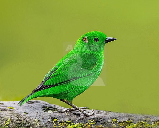 Glistening-green Tanager (Chlorochrysa phoenicotis) perched on a branch. Male with entirely bright glistening emerald green plumage. stock-image by Agami/Dustin Chen,