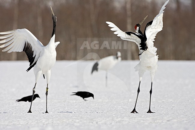 Red-crowned Crane display; Chinese Kraanvogel baltsend stock-image by Agami/Marc Guyt,
