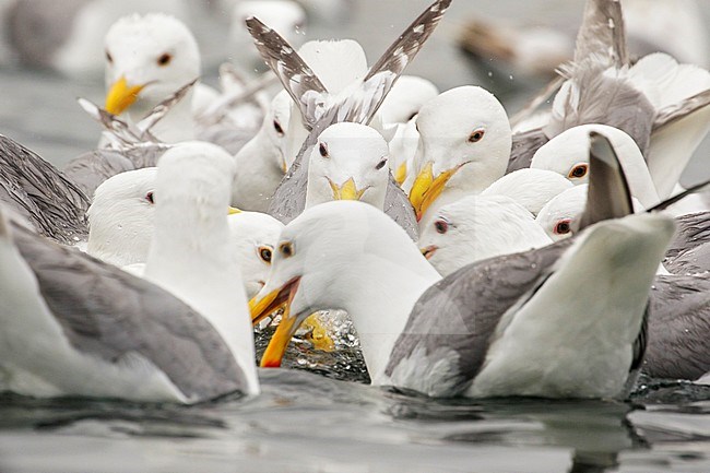 Glaucous-winged Gull (Larus glaucescens) swimming on the ocean near the coast of Washington State, USA. stock-image by Agami/Glenn Bartley,