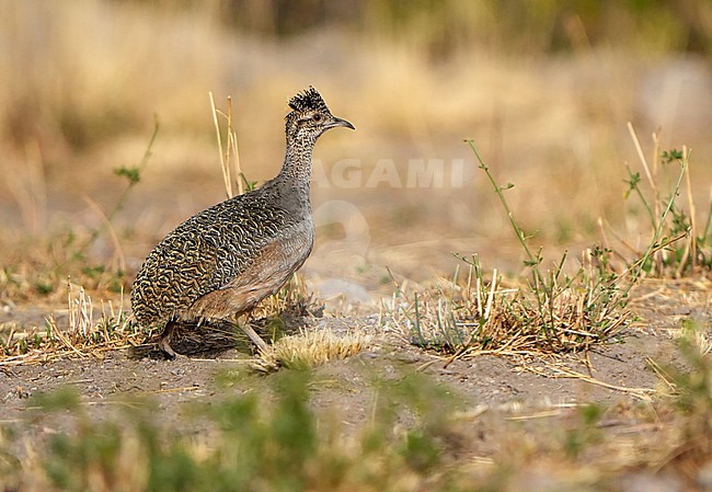 Ornate Tinamou (Nothoprocta ornata) in Chile. stock-image by Agami/Dani Lopez-Velasco,