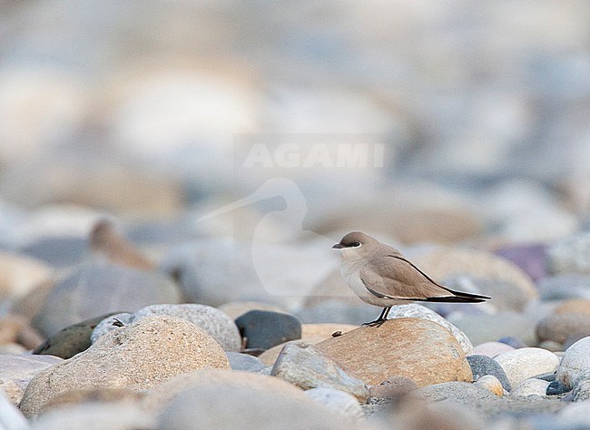 Small Pratincole (Glareola lactea) in typical river habitat in Asia. Resting on top of a small rock. stock-image by Agami/Marc Guyt,