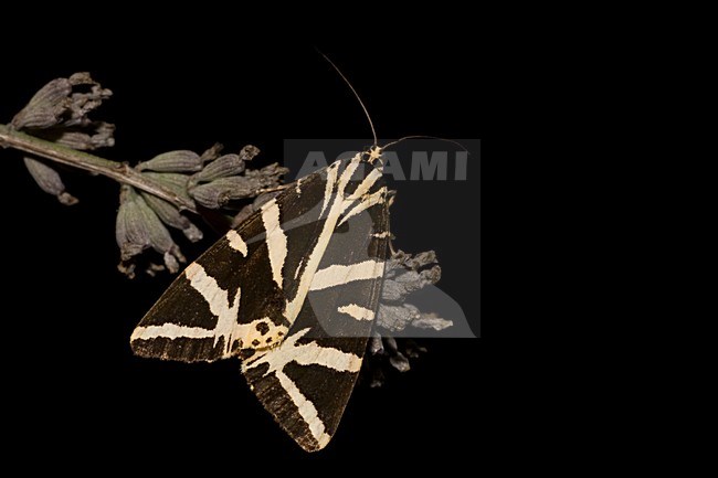 Jersey tiger, Spaanse vlag stock-image by Agami/Bas Haasnoot,