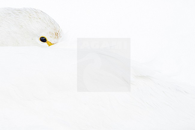 Whooper Swan (Cygnus cygnus) in winter surronding. stock-image by Agami/Marcel Burkhardt,