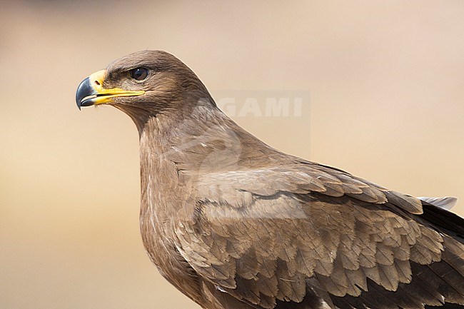 Steppe Eagle (Aquila nipalensis orientalis), juvenile close-up stock-image by Agami/Saverio Gatto,