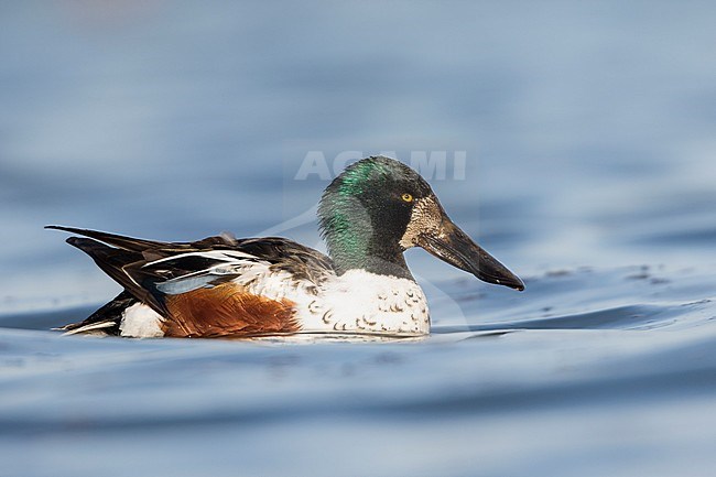 Northern Shoveler - Löffelente - Spatula clypeata, Germany, 2nd cy male stock-image by Agami/Ralph Martin,