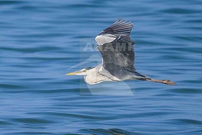 Grey heron, Ardea cinerea, flying. stock-image by Agami/Sylvain Reyt,