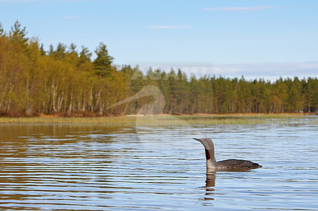 Roodkeelduiker, Red-throated Loon, Gavia stellata stock-image by Agami/Jari Peltomäki,