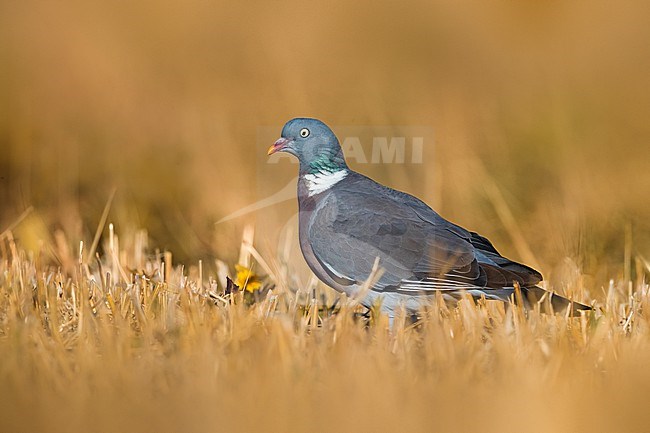 Common Wood Pigeon, Columba palumbus, in Italy. stock-image by Agami/Daniele Occhiato,
