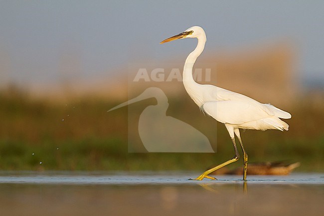 Western Reef-Egret - Küstenreiher - Egretta gularis ssp. schistacea, Oman, pale morph, adult stock-image by Agami/Ralph Martin,