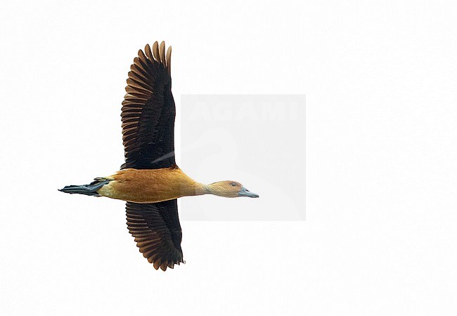 Fulvous Whistling Duck, Dendrocygna bicolor. Flying overhead in Anahuac NWR, Texas, USA. stock-image by Agami/Ian Davies,