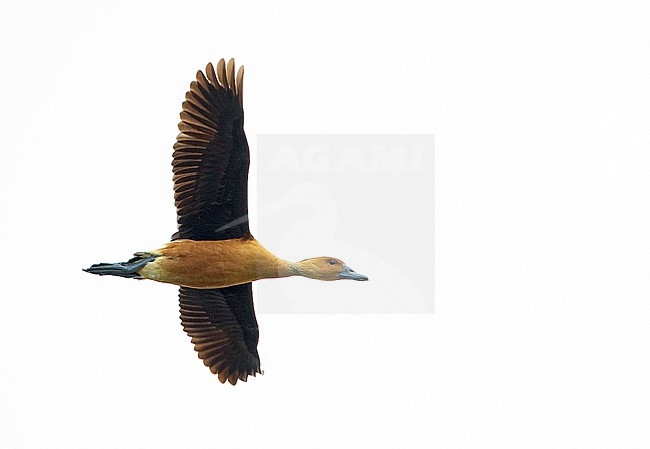 Fulvous Whistling Duck, Dendrocygna bicolor. Flying overhead in Anahuac NWR, Texas, USA. stock-image by Agami/Ian Davies,
