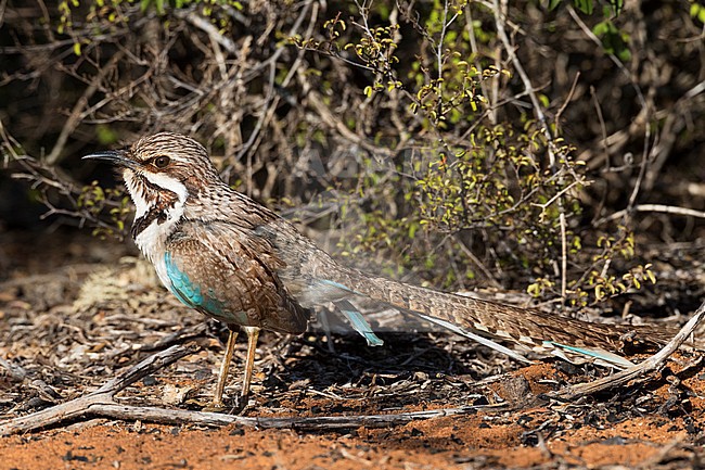 Langstaartgrondscharrelaar in Spiny forest Madagaskar; Long-tailed Ground-Roller (Uratelornis chimaera) in Spinfo forest, Madagascar stock-image by Agami/Marc Guyt,