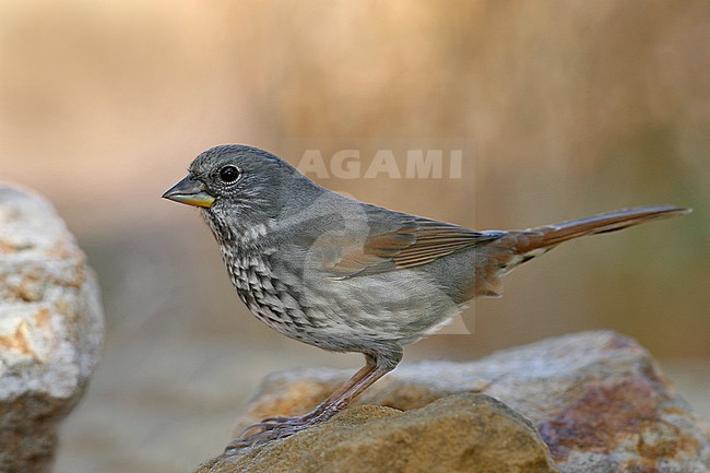 Volwassen Leigrijze Roodstaartgors, Adult Slate-colored Fox Sparrow stock-image by Agami/Brian E Small,