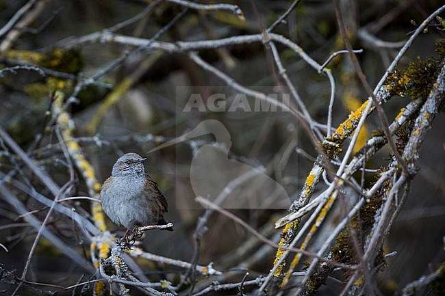 Dunnock - Heckenbraunelle - Prunella modularis ssp. modularis, Germany (Baden-Württemberg), adult stock-image by Agami/Ralph Martin,