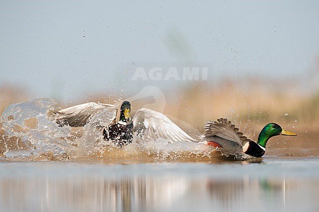 Vechtende Wilde Eenden; Fighting Mallards (Anas platyrchynchos) stock-image by Agami/Bence Mate,