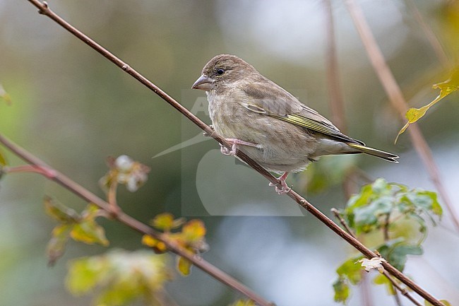 Feamle European Greenfinch perched on a branch stock-image by Agami/Arnold Meijer,