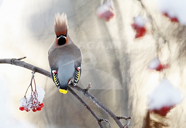 Pestvogel zittend op tak in de winter; Bohemian Waxwing perched on a branch in winter stock-image by Agami/Markus Varesvuo,