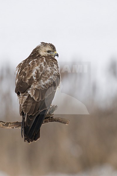 Buizerd zittend op tak; Common Buzzard perched on branch stock-image by Agami/Han Bouwmeester,