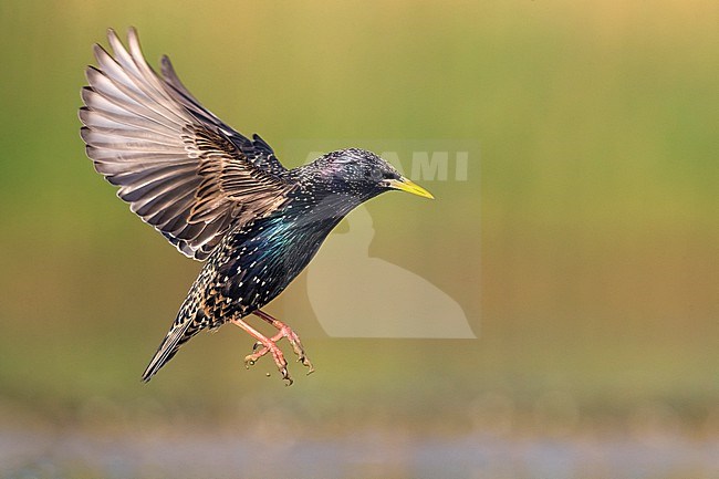 Common Starling (Sturnus vulgaris) at a water pool in Italy. stock-image by Agami/Daniele Occhiato,