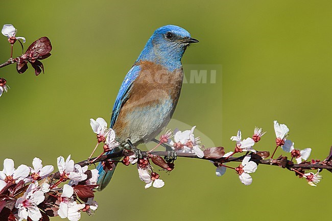 Adult male
Los Angeles Co., CA
March 2013 stock-image by Agami/Brian E Small,