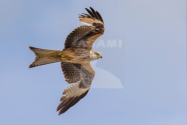 Rode Wouw in de vlucht; Red Kite in flight stock-image by Agami/Daniele Occhiato,