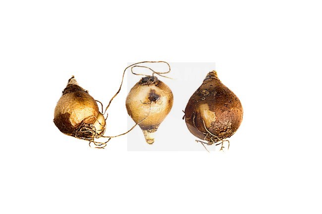 Common double snowdrop bulbs stock-image by Agami/Wil Leurs,