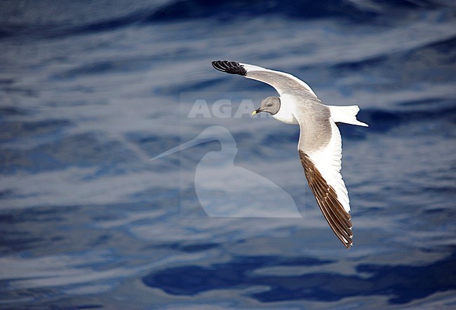 Adult Sabine's Gull (Xema sabini) at sea off the northern coast of Spain, in the Bay of Biscay. Showing upper wings. stock-image by Agami/Dani Lopez-Velasco,