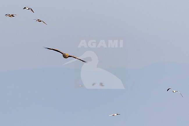 White-tailed Sea-Eagle - Seeadler - Haliaeetus albicilla, Russia (Baikal), adult stock-image by Agami/Ralph Martin,