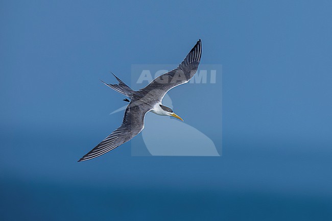 Great Crested Tern (Thalasseus bergii) flying at Persian Gulf in Kuwait City, Kuwait. stock-image by Agami/Vincent Legrand,